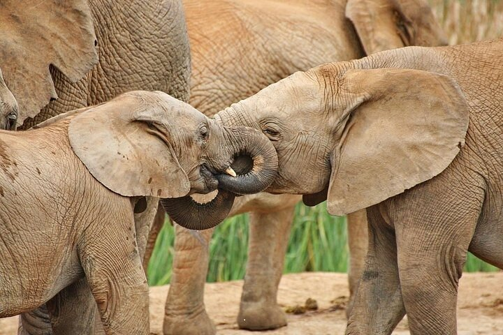 Day Tour in Addo Elephant Park and Port Elizabeth South Africa  - Photo 1 of 7